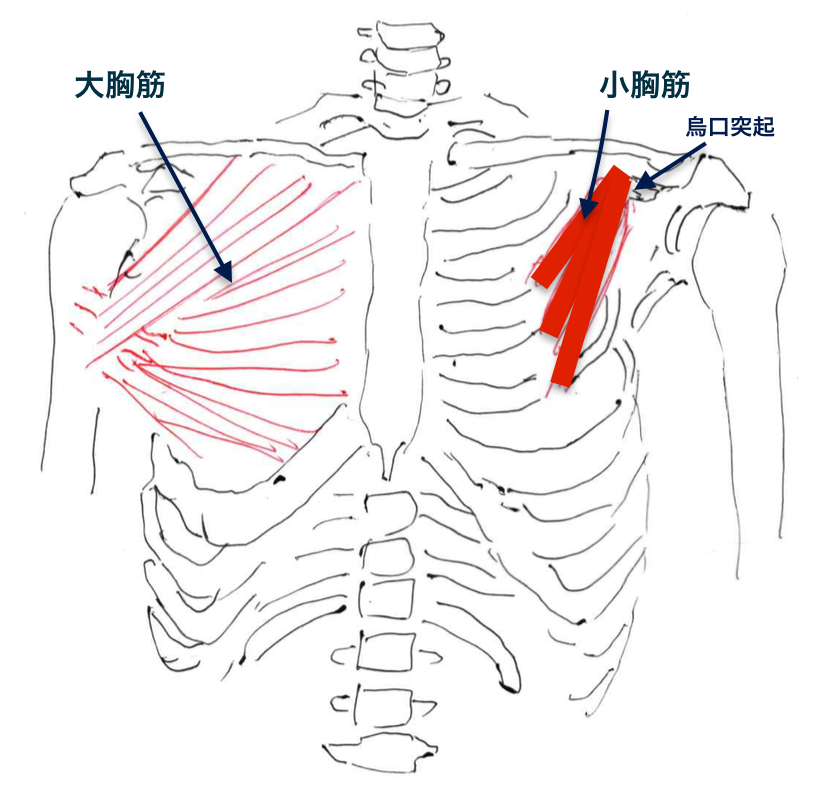 巻き肩と小胸筋 リセット姿勢ニュートラルエクササイズ